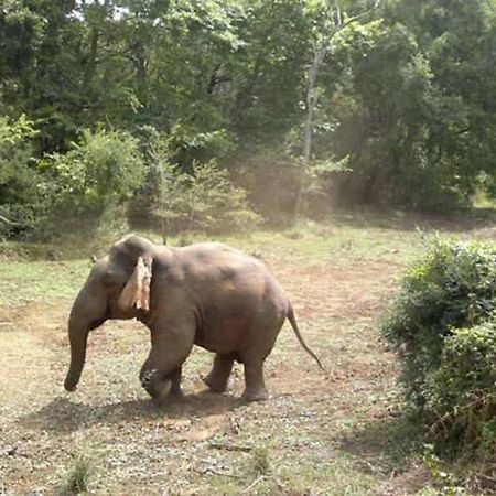 Safari Horizon Udawalawe Bed & Breakfast ภายนอก รูปภาพ