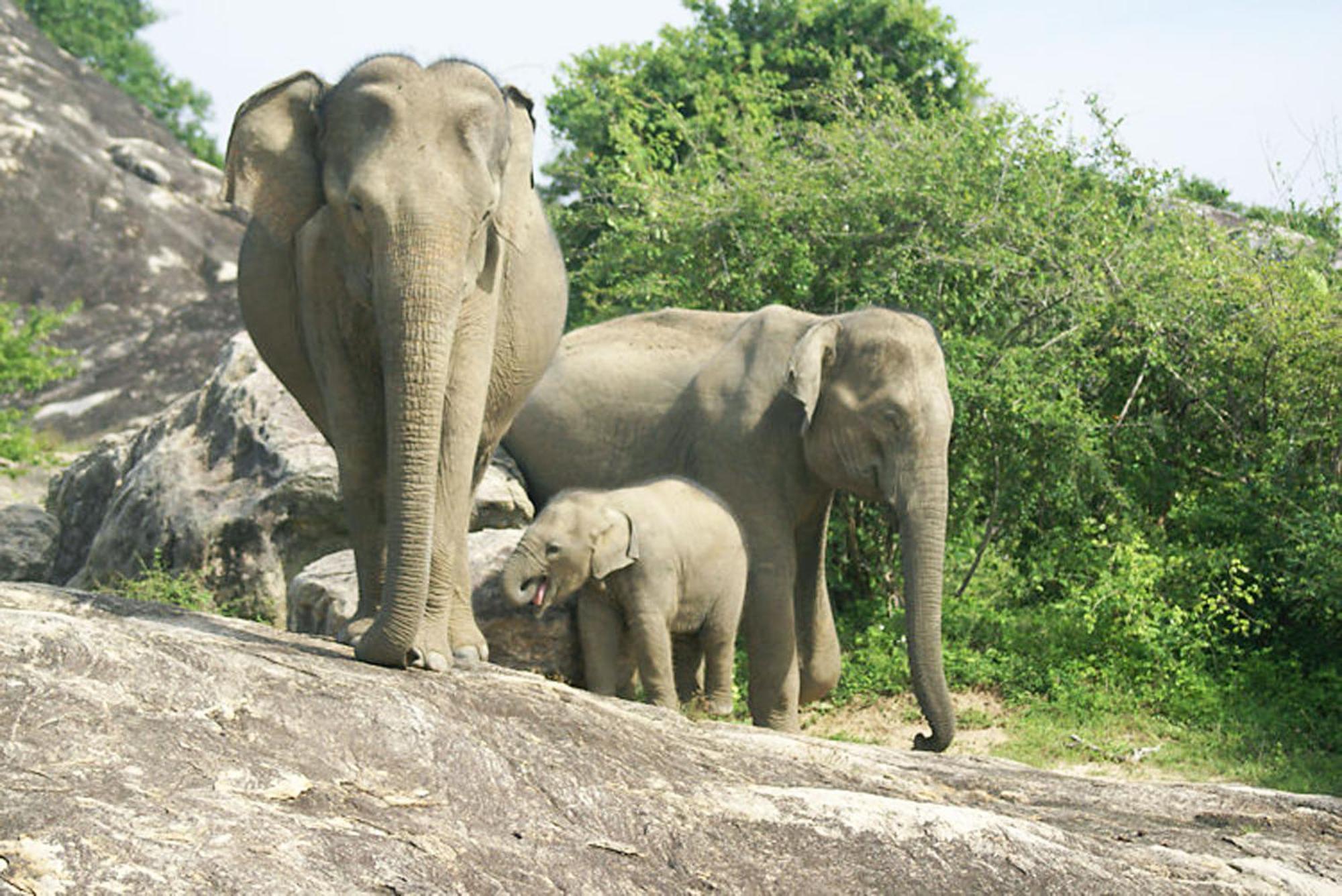 Safari Horizon Udawalawe Bed & Breakfast ภายนอก รูปภาพ